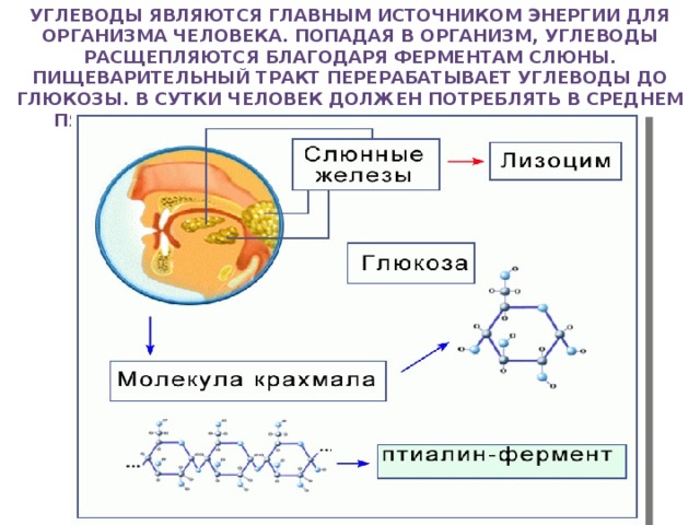 Углеводы являются главным источником энергии для организма человека. Попадая в организм, углеводы расщепляются благодаря ферментам слюны. Пищеварительный тракт перерабатывает углеводы до глюкозы. В сутки человек должен потреблять в среднем пятьсот граммов углеводов. В организм углеводы попадают из картофеля, хлеба, фруктов.