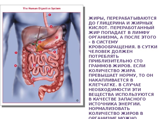 Жиры, перерабатываются до глицерина и жирных кислот. Переработанный жир попадает в лимфу организма, а после этого – в систему кровообращения. В сутки человек должен потреблять приблизительно сто граммов жиров. Если количество жира превышает норму, то он накапливается в клетчатке. В случае необходимости эти вещества используются в качестве запасного источника энергии. Нормализовать количество жиров в организме можно благодаря физическим нагрузкам.