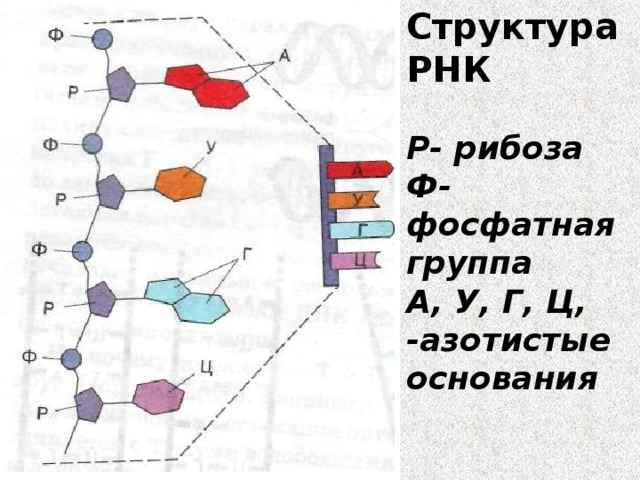 Структура РНК Р- рибоза Ф- фосфатная группа А, У, Г, Ц, -азотистые основания