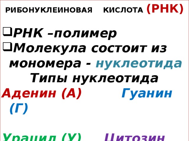 РИБОНУКЛЕИНОВАЯ КИСЛОТА (РНК)  РНК –полимер Молекула состоит из мономера - нуклеотида Типы нуклеотида Аденин (А)  Гуанин (Г)  Урацил (У)  Цитозин (Ц)