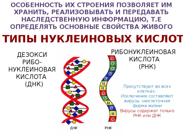 Особенность их строения позволяет им хранить, реализовывать и передавать наследственную информацию, т.е определять основные свойства живого ТИПЫ НУКЛЕИНОВЫХ КИСЛОТ РИБОНУКЛЕИНОВАЯ КИСЛОТА  (РНК) ДЕЗОКСИ РИБО- НУКЛЕИНОВАЯ КИСЛОТА  (ДНК) Присутствуют во всех клетках. Исключение составляют вирусы -неклеточная форма жизни Вирусы содержат только РНК или ДНК