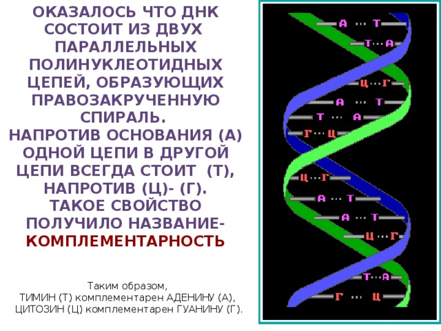 Оказалось что ДНК состоит из двух параллельных полинуклеотидных цепей, образующих правозакрученную спираль. Напротив основания (А) одной цепи в другой цепи всегда стоит (Т), напротив (Ц)- (Г). Такое свойство получило название- комплементарность Таким образом, ТИМИН (Т) комплементарен АДЕНИНУ (А), ЦИТОЗИН (Ц) комплементарен ГУАНИНУ (Г).