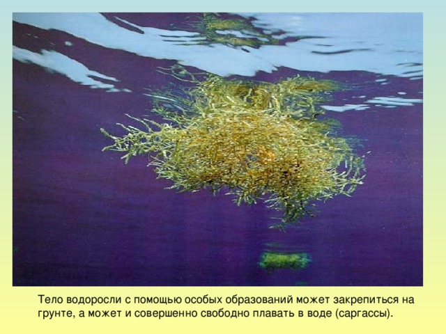 Тело водоросли с помощью особых образований может закрепиться на грунте, а может и совершенно свободно плавать в воде (саргассы).