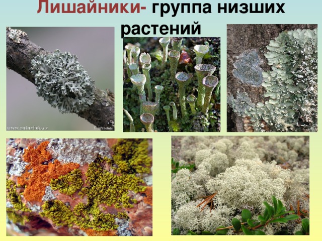 Лишайники- группа низших растений