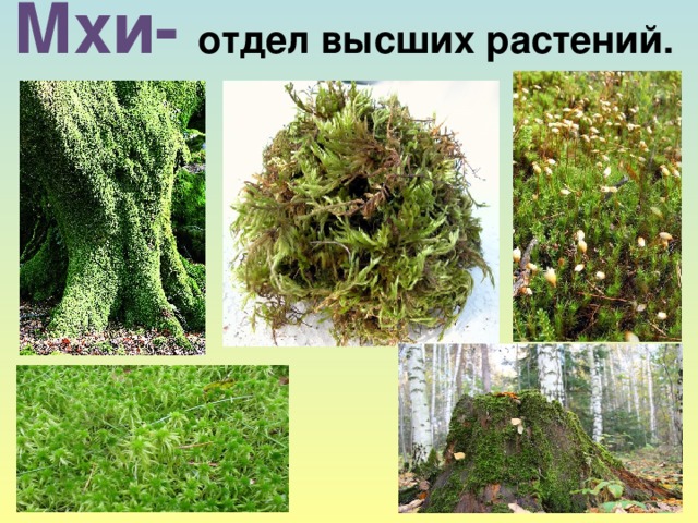 Мхи- отдел высших растений.