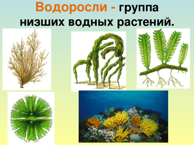 Водоросли - группа низших водных растений.