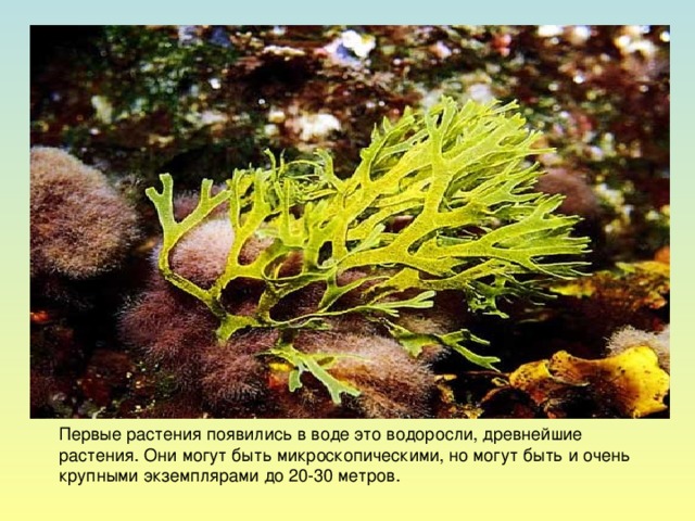 Первые растения появились в воде это водоросли, древнейшие растения. Они могут быть микроскопическими, но могут быть и очень крупными экземплярами до 20-30 метров.