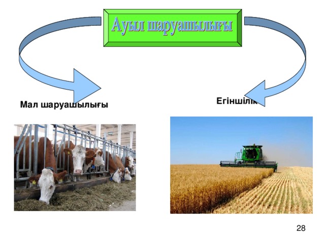 Мал шаруашылығы  Егіншілік