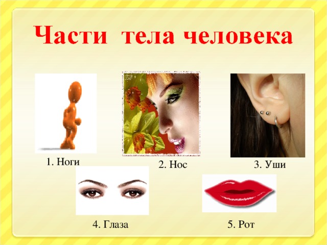 1. Ноги 2. Нос 3. Уши 4. Глаза 5. Рот 14 14