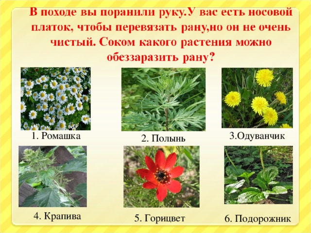 1. Ромашка 3.Одуванчик 2. Полынь 4. Крапива 5. Горицвет 6. Подорожник 25 25