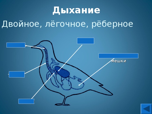 На схеме дыхательной системы голубя воздушные мешки обозначены