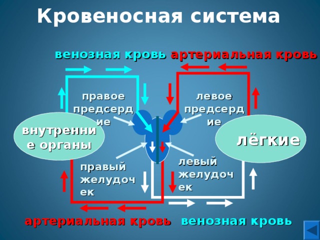 Чем отличается артериальная. Артериальная и венозная кровь отличия. Артериаоь и венозная кровь. Венозная кровь и артериаль.