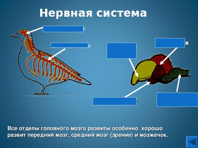 Какие отделы головного мозга птиц развиты лучше
