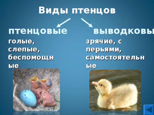 Определите тип развития птенцов. Типы развития птенцов. Типы птенцов у птиц. Типы выводковых птиц. Выводковый Тип развития птенцов.