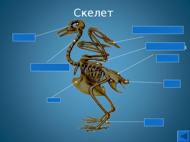 Скелет  Верхняя конечность Череп  Грудная клетка крестец Шейный отдел копчик киль цевка