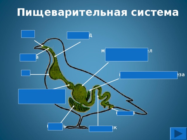 Пищеварительная система рот пищевод мускульный  отдел  желудка глотка зоб поджелудочная  железа железистый отдел желудка клоака печень кишечник