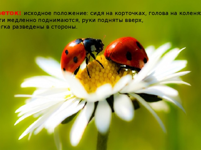 Цветок: исходное положение: сидя на корточках, голова на коленях. Дети медленно поднимаются, руки подняты вверх, слегка разведены в стороны.