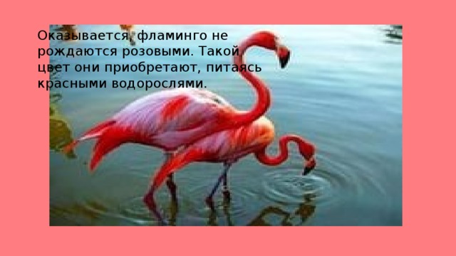 Оказывается, фламинго не рождаются розовыми. Такой цвет они приобретают, питаясь красными водорослями.
