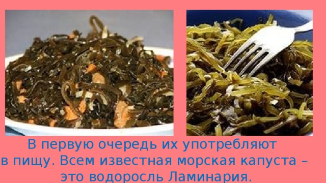 В первую очередь их употребляют в пищу. Всем известная морская капуста –  это водоросль Ламинария.