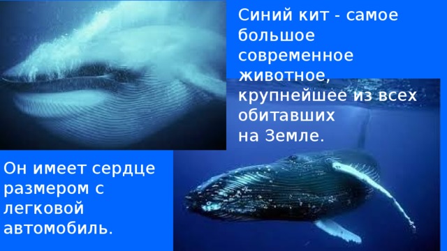Синий кит - самое большое современное  животное, крупнейшее из всех обитавших на Земле. Он имеет сердце размером с легковой автомобиль.
