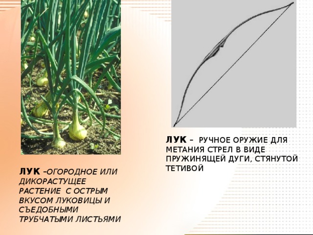 ЛУК – РУЧНОЕ ОРУЖИЕ ДЛЯ МЕТАНИЯ СТРЕЛ В ВИДЕ ПРУЖИНЯЩЕЙ ДУГИ, СТЯНУТОЙ ТЕТИВОЙ ЛУК – ОГОРОДНОЕ ИЛИ ДИКОРАСТУЩЕЕ РАСТЕНИЕ С ОСТРЫМ ВКУСОМ ЛУКОВИЦЫ И СЪЕДОБНЫМИ ТРУБЧАТЫМИ ЛИСТЬЯМИ