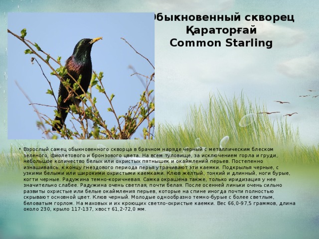 Обыкновенный скворец  Қараторғай  Common Starling