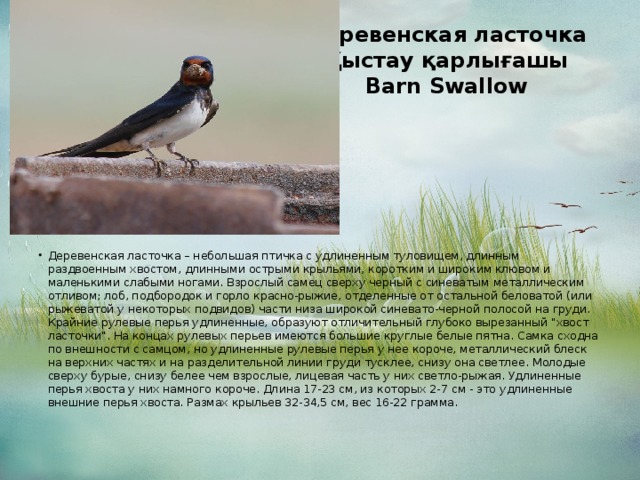 Деревенская ласточка  Қыстау қарлығашы  Barn Swallow