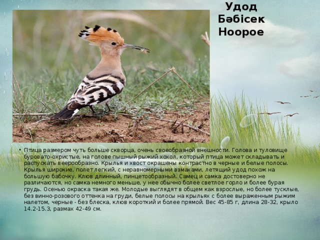 Удод  Бәбісек  Hoopoe