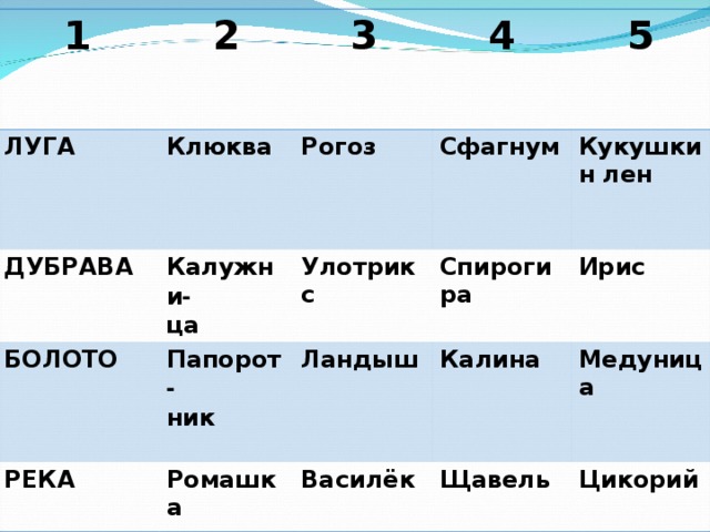 1 ЛУГА 2 3 ДУБРАВА Клюква Калужни - ца 4 Рогоз БОЛОТО РЕКА Улотрикс 5 Сфагнум Папорот - ник Кукушкин лен Спирогира Ландыш Ромашка Ирис Василёк Калина Медуница Щавель Цикорий