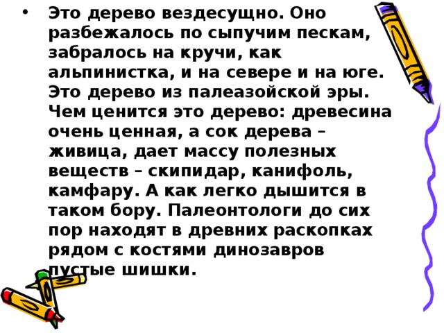 Это дерево вездесущно. Оно разбежалось по сыпучим пескам, забралось на кручи, как альпинистка, и на севере и на юге. Это дерево из палеазойской эры. Чем ценится это дерево: древесина очень ценная, а сок дерева – живица, дает массу полезных веществ – скипидар, канифоль, камфару. А как легко дышится в таком бору. Палеонтологи до сих пор находят в древних раскопках рядом с костями динозавров пустые шишки.