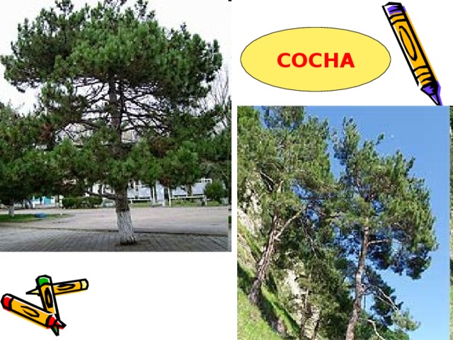 СОСНА