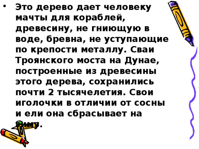 Это дерево дает человеку мачты для кораблей, древесину, не гниющую в воде, бревна, не уступающие по крепости металлу. Сваи Троянского моста на Дунае, построенные из древесины этого дерева, сохранились почти 2 тысячелетия. Свои иголочки в отличии от сосны и ели она сбрасывает на зиму.