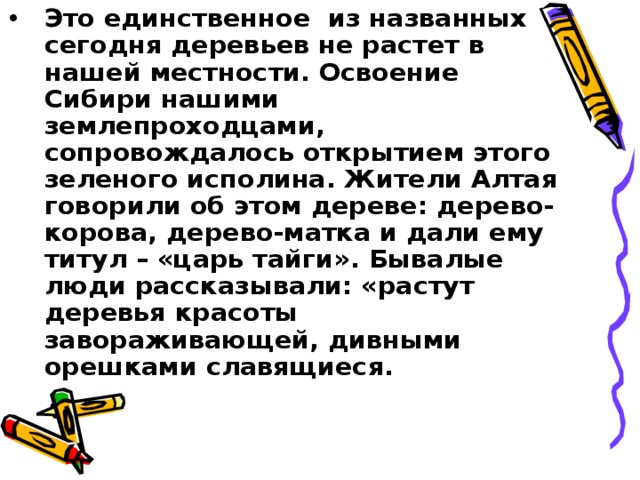 Это единственное из названных сегодня деревьев не растет в нашей местности. Освоение Сибири нашими землепроходцами, сопровождалось открытием этого зеленого исполина. Жители Алтая говорили об этом дереве: дерево-корова, дерево-матка и дали ему титул – «царь тайги». Бывалые люди рассказывали: «растут деревья красоты завораживающей, дивными орешками славящиеся.