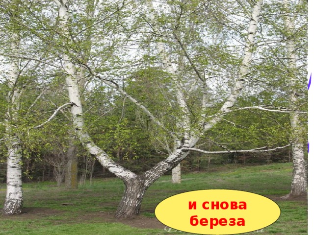 и снова береза