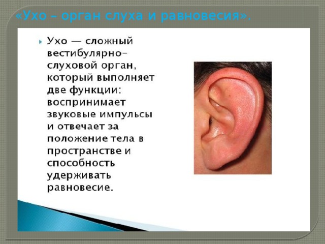 «Ухо – орган слуха и равновесия».