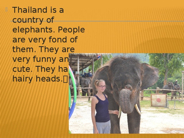 Thailand is a country of elephants. People are very fond of them. They are very funny and cute. They have hairy heads. 