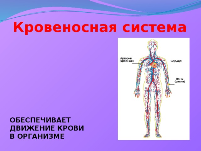 Кровеносная система ОБЕСПЕЧИВАЕТ ДВИЖЕНИЕ КРОВИ В ОРГАНИЗМЕ