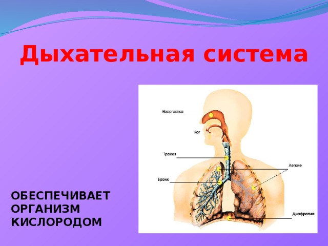 Организм 10. Дыхательная система обеспечивает. Дыхательная система обеспечивает организм человека. Дыхательная система человека обеспечивает организм кислородом. Организм обеспечивающий организм кислородом.