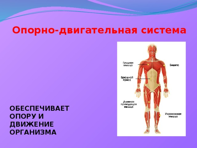 Опорно-двигательная система ОБЕСПЕЧИВАЕТ ОПОРУ И ДВИЖЕНИЕ ОРГАНИЗМА