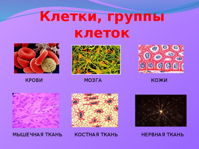 Группа крови клетки. Группа клеток. Группы клеток в организме человека. Клеточный ансамбль. Ткань это группа клеток.