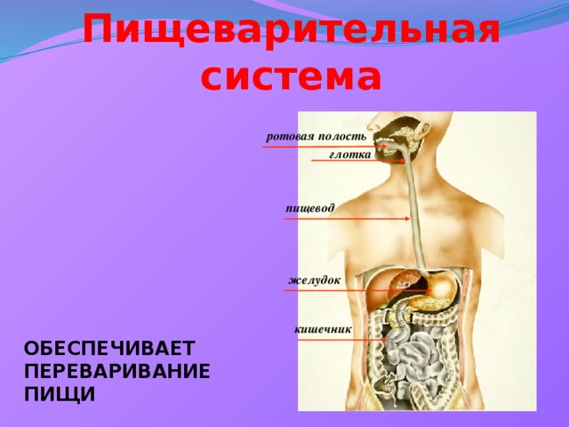 Пищеварительная система ротовая полость глотка пищевод желудок кишечник ОБЕСПЕЧИВАЕТ ПЕРЕВАРИВАНИЕ ПИЩИ