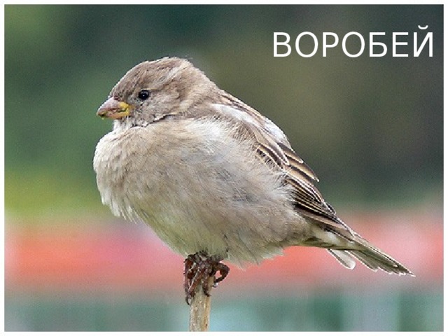 ВОРОБЕЙ