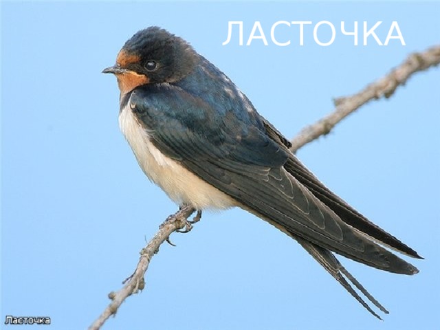 ЛАСТОЧКА