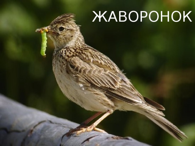 ЖАВОРОНОК