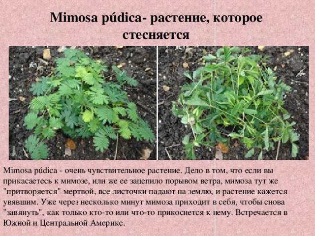 Mimosa púdica- растение, которое стесняется Mimosa púdica - очень чувствительное растение. Дело в том, что если вы прикасаетесь к мимозе, или же ее зацепило порывом ветра, мимоза тут же 