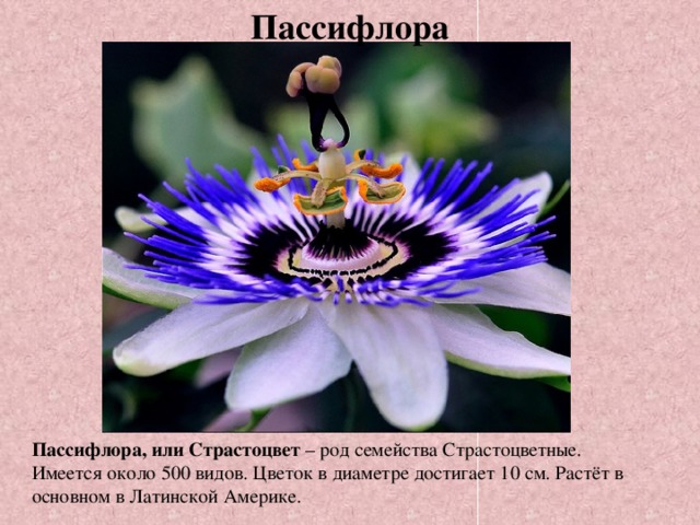 Пассифлора Пассифлора, или Страстоцвет – род семейства Страстоцветные. Имеется около 500 видов. Цветок в диаметре достигает 10 см. Растёт в основном в Латинской Америке.
