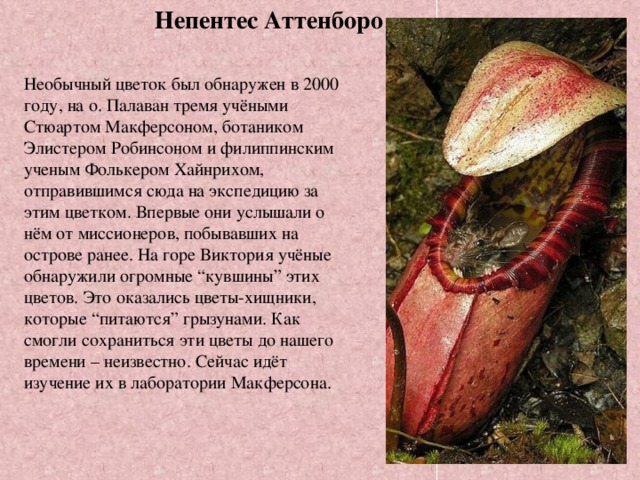 Непентес Аттенборо Необычный цветок был обнаружен в 2000 году, на о. Палаван тремя учёными Стюартом Макферсоном, ботаником Элистером Робинсоном и филиппинским ученым Фолькером Хайнрихом, отправившимся сюда на экспедицию за этим цветком. Впервые они услышали о нём от миссионеров, побывавших на острове ранее. На горе Виктория учёные обнаружили огромные “кувшины” этих цветов. Это оказались цветы-хищники, которые “питаются” грызунами. Как смогли сохраниться эти цветы до нашего времени – неизвестно. Сейчас идёт изучение их в лаборатории Макферсона.