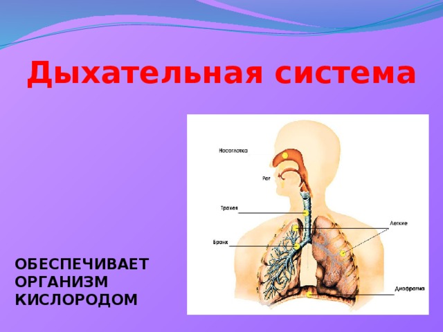 Дыхательная система ОБЕСПЕЧИВАЕТ ОРГАНИЗМ КИСЛОРОДОМ