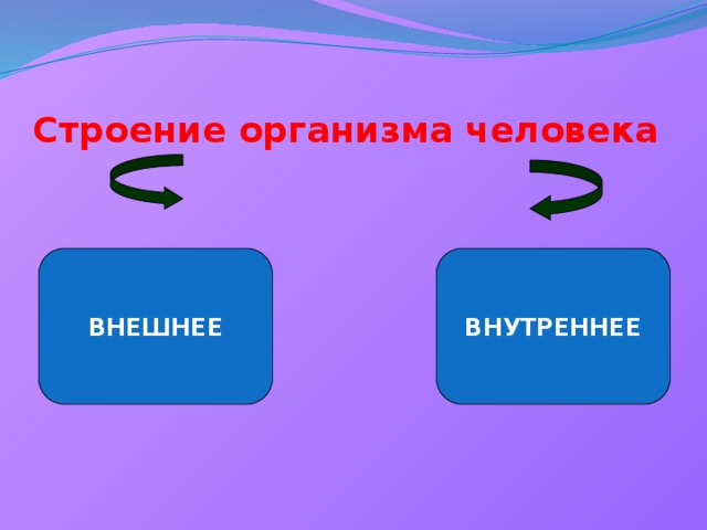 Строение организма человека ВНЕШНЕЕ ВНУТРЕННЕЕ