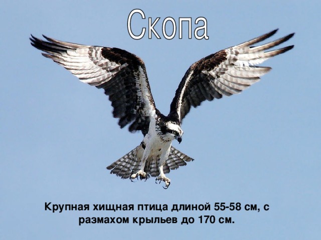Крупная хищная птица длиной 55-58 см, с размахом крыльев до 170 см.